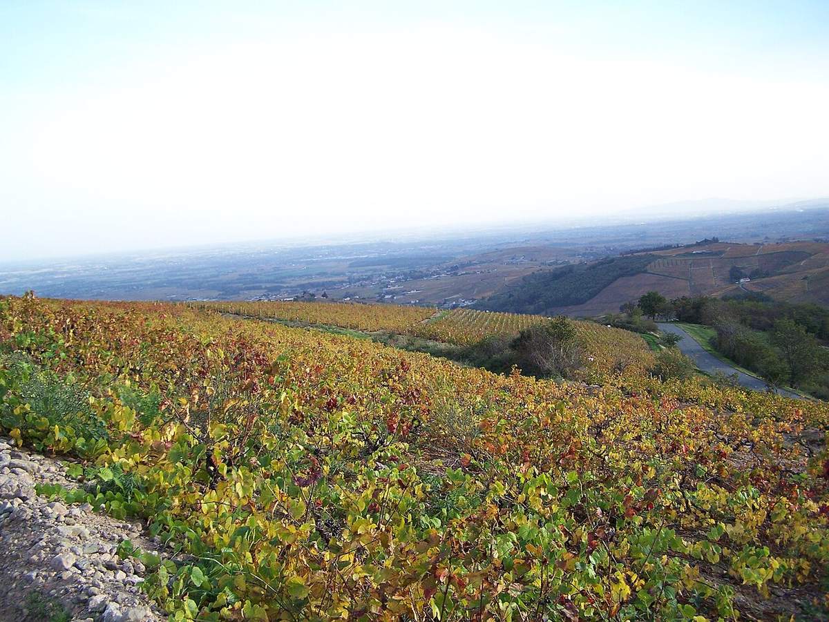 Les coteaux du vignoble du Beaujolais en automne, rangs de vignes aux feuilles dorées sur des collines